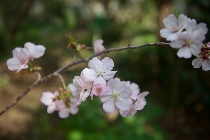 オオシマザクラ（大島桜）の愉しみ_e0134713_18223274.jpeg