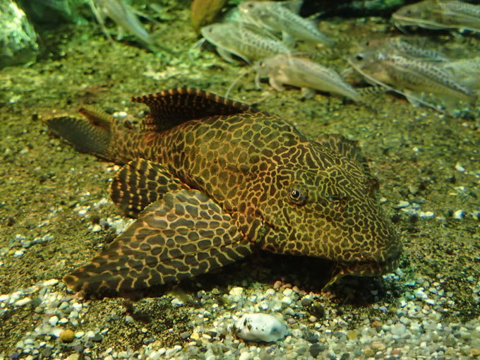 サンシャイン水族館「大河アマゾン川」①：プレコと淡水エイとハイギョ～アクアプランツの給餌 : 続々・動物園ありマス。