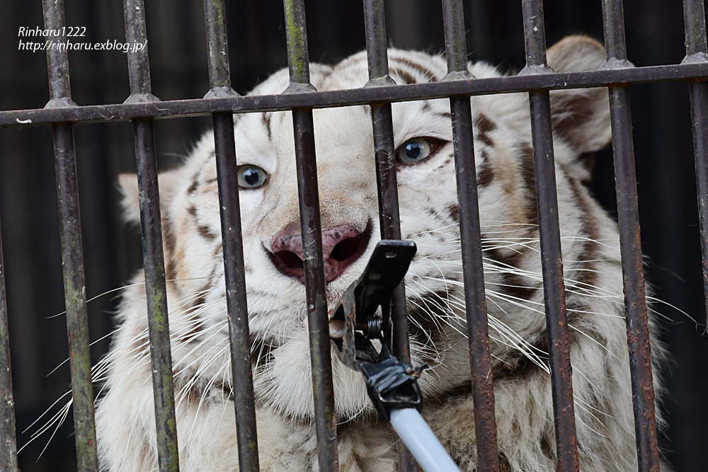 2023.4.2 宇都宮動物園☆ホワイトタイガーのアース王子【White tiger】_f0250322_20483934.jpg