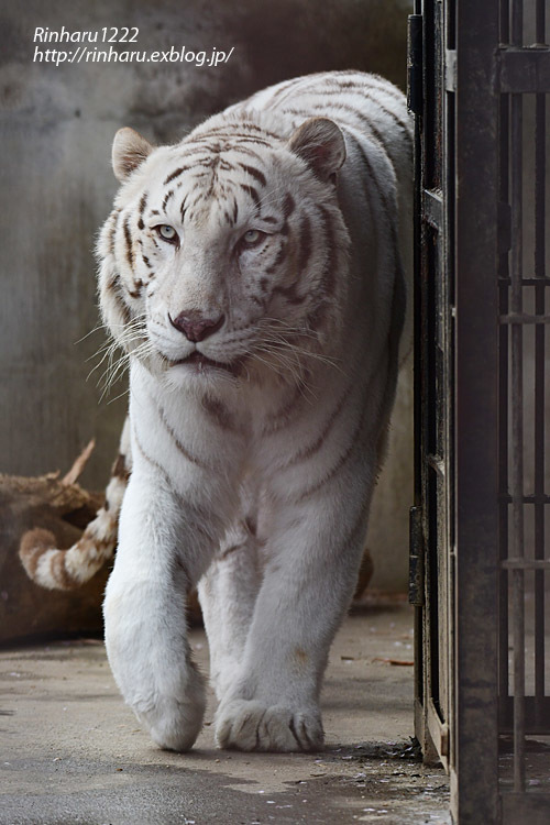 2023.4.2 宇都宮動物園☆ホワイトタイガーのアース王子【White tiger】_f0250322_20490228.jpg