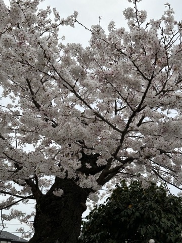 桜も終わりですね☆_a0078827_22322068.jpg