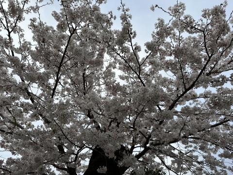 桜も終わりですね☆_a0078827_22331535.jpg