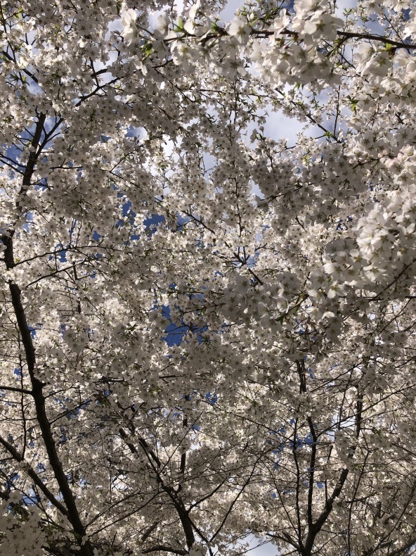 オルレアンの桜と日本の桜　ハーパースバザーフランス版創刊！_a0231632_16015346.jpeg