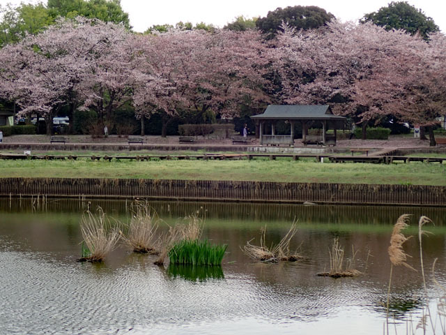 砂沼広域公園_f0103534_19441435.jpg