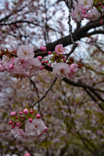 砂沼広域公園_f0103534_19442273.jpg