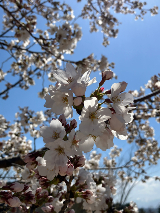 今年の桜は早いと言うけれど…_a0292043_16232509.jpg