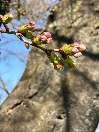 今年の桜は早いと言うけれど…_a0292043_16285043.jpg