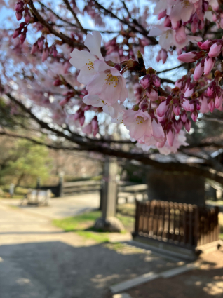 今年の桜は早いと言うけれど…_a0292043_16325144.jpg