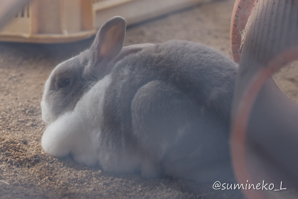 2023/3/4 とくしま動物園６　こども動物園_b0330044_14010849.jpg