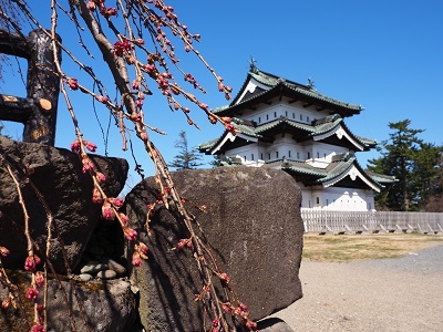 弘前公園春さんぽ_2023.04.01_d0131668_17172524.jpg