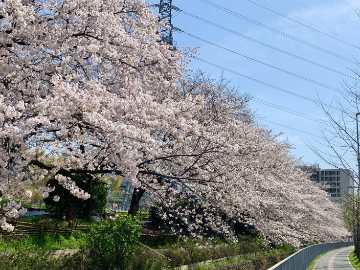 「桜並木が満開です！」と「香川に帰省♪」_d0249193_17522716.jpg