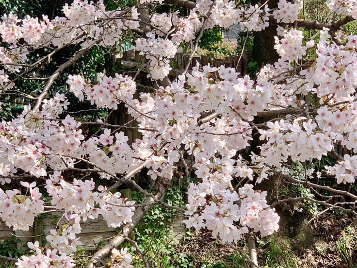 「桜並木が満開です！」と「香川に帰省♪」_d0249193_17522801.jpg