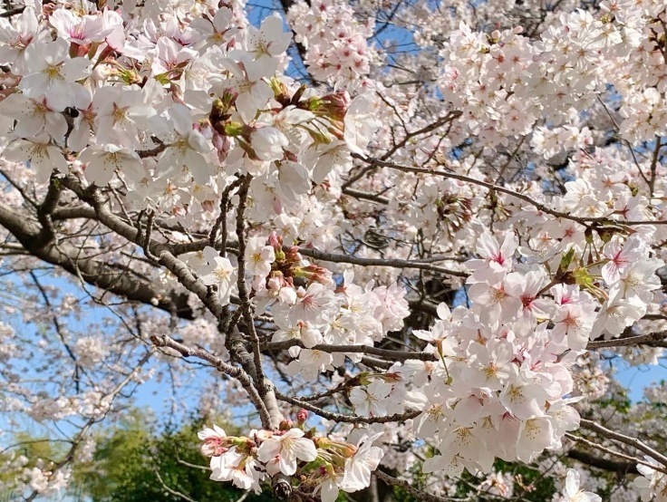 「桜並木が満開です！」と「香川に帰省♪」_d0249193_17523905.jpg