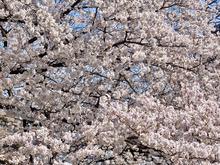 「桜並木が満開です！」と「香川に帰省♪」_d0249193_17524085.jpg