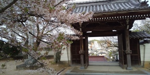 菩提寺の桜満開!!_e0078900_04102007.jpg