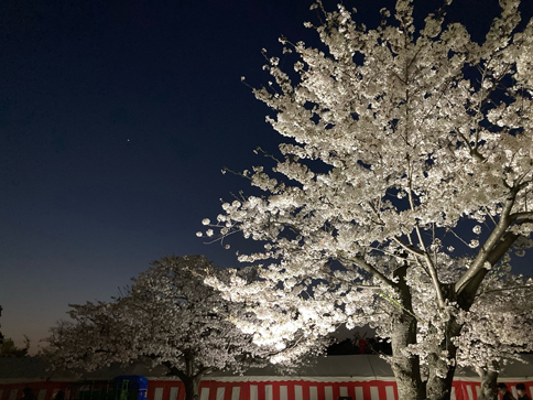 万博公園夜桜散歩_a0106409_23023212.jpg