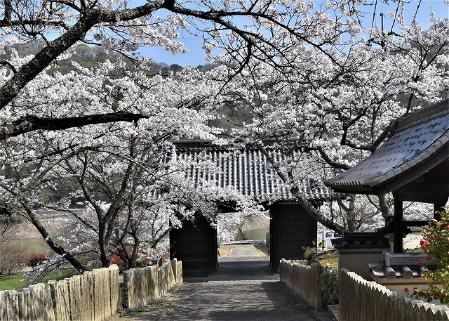 福山市　熊野町常国寺　鞆医王寺・桜_a0284558_09462113.jpg