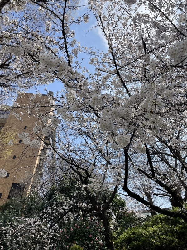 東京散策＆春が来た庭_c0274374_07402913.jpeg