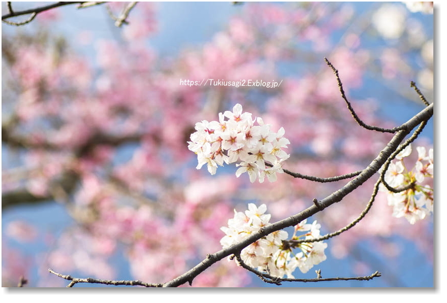 桜の鎌倉散歩♪ ＊ 鶴岡八幡宮へ_f0356904_22443073.jpg