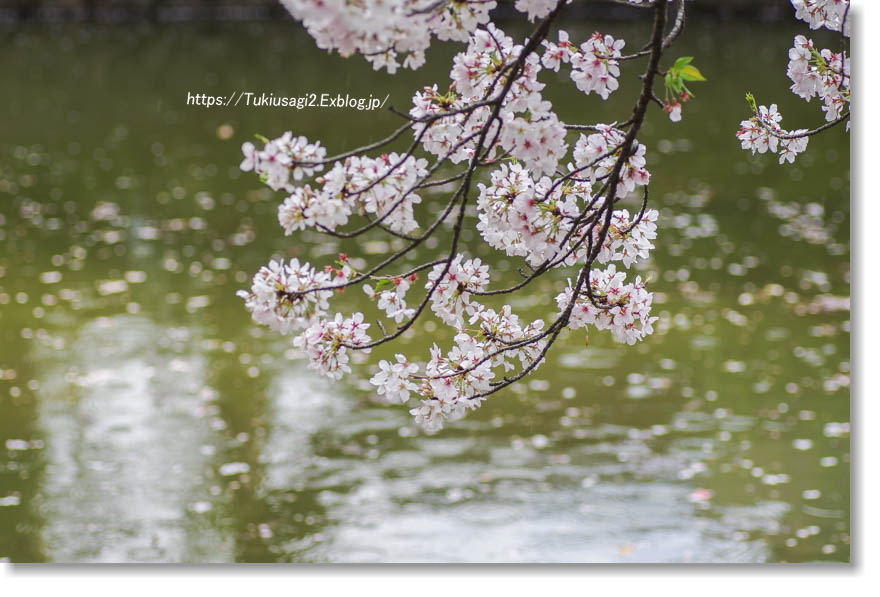 桜の鎌倉散歩♪ ＊ 鶴岡八幡宮へ_f0356904_22443751.jpg