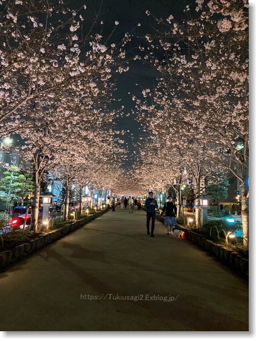 桜の鎌倉散歩♪ ＊ 鶴岡八幡宮へ_f0356904_22445037.jpg