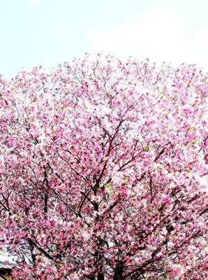 奈良公園でお花見_b0194861_16471792.jpg