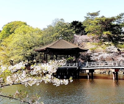 奈良公園でお花見_b0194861_16473994.jpg