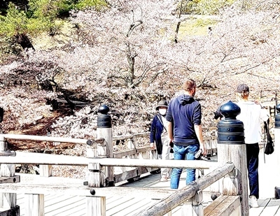 奈良公園でお花見_b0194861_16575426.jpg