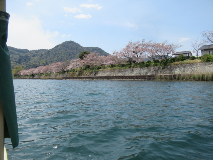 今年の桜見納めの三人会！_f0113862_14531982.jpg