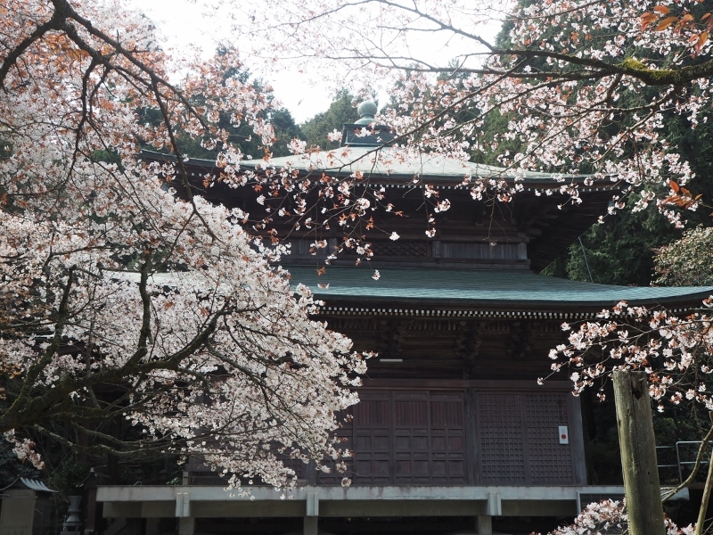 三角寺の山桜_e0350905_12461168.jpg