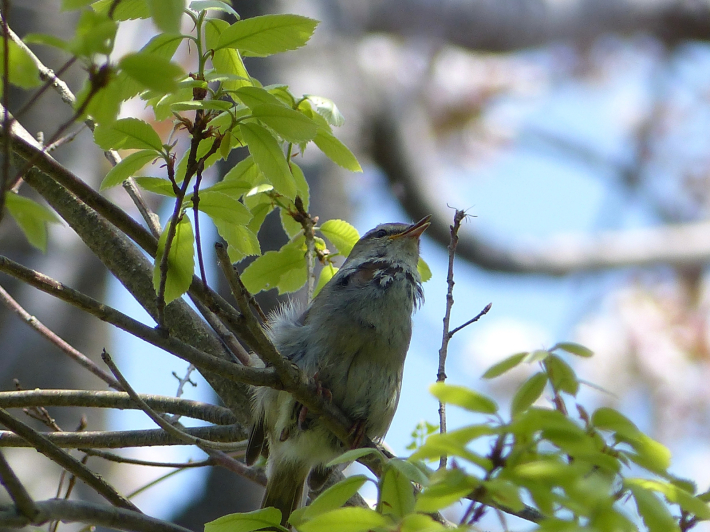 新緑の本郷ふじやま公園_f0296312_12481551.jpg