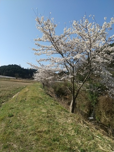 田原、桜満開&#127800;_c0245138_23335007.jpg