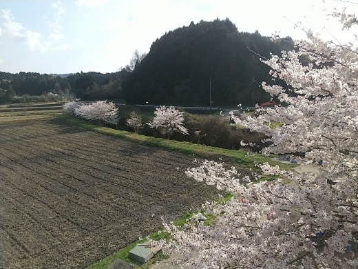 田原、桜満開&#127800;_c0245138_23350138.jpg