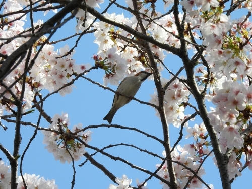 井出の里、玉川堤の桜と野鳥観察会_f0333178_16545634.jpg