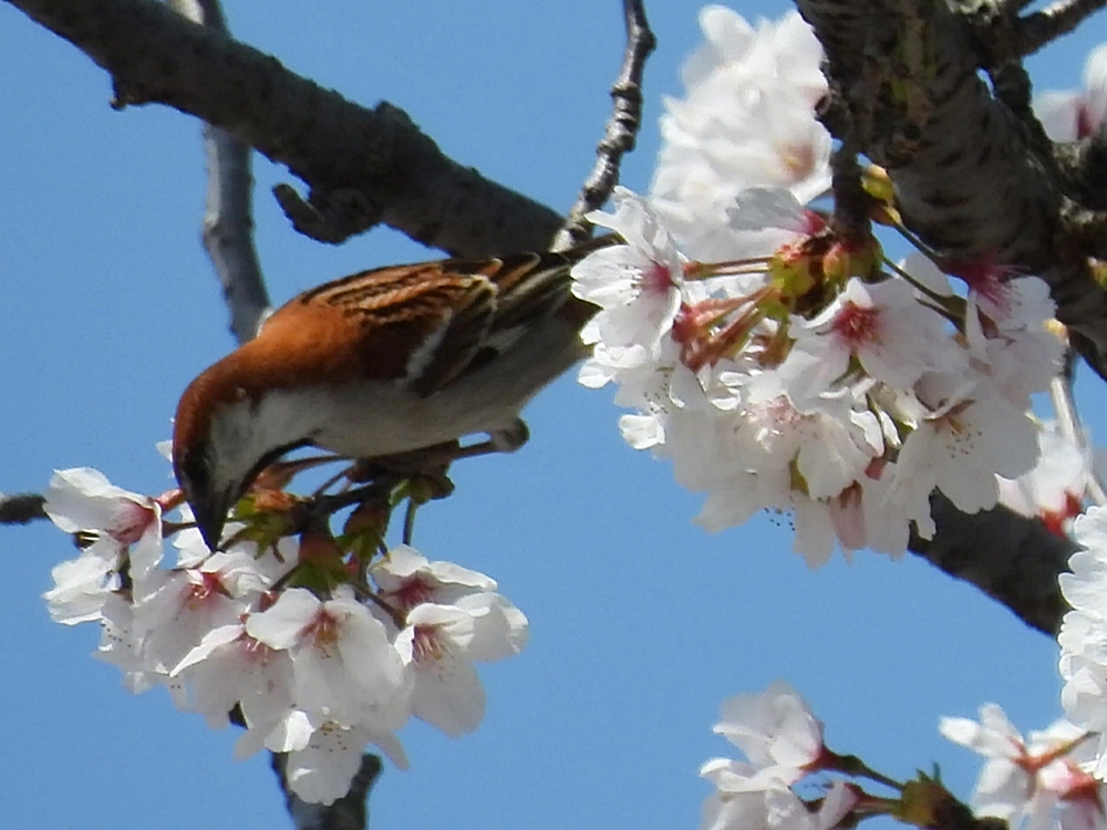 井出の里、玉川堤の桜と野鳥観察会_f0333178_16573741.jpg