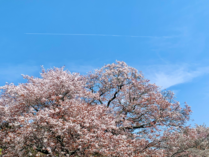 桜の記憶_b0093221_03534484.jpg