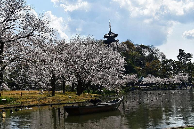 横浜・三渓園のさくら（昼景）_c0059854_02090005.jpg