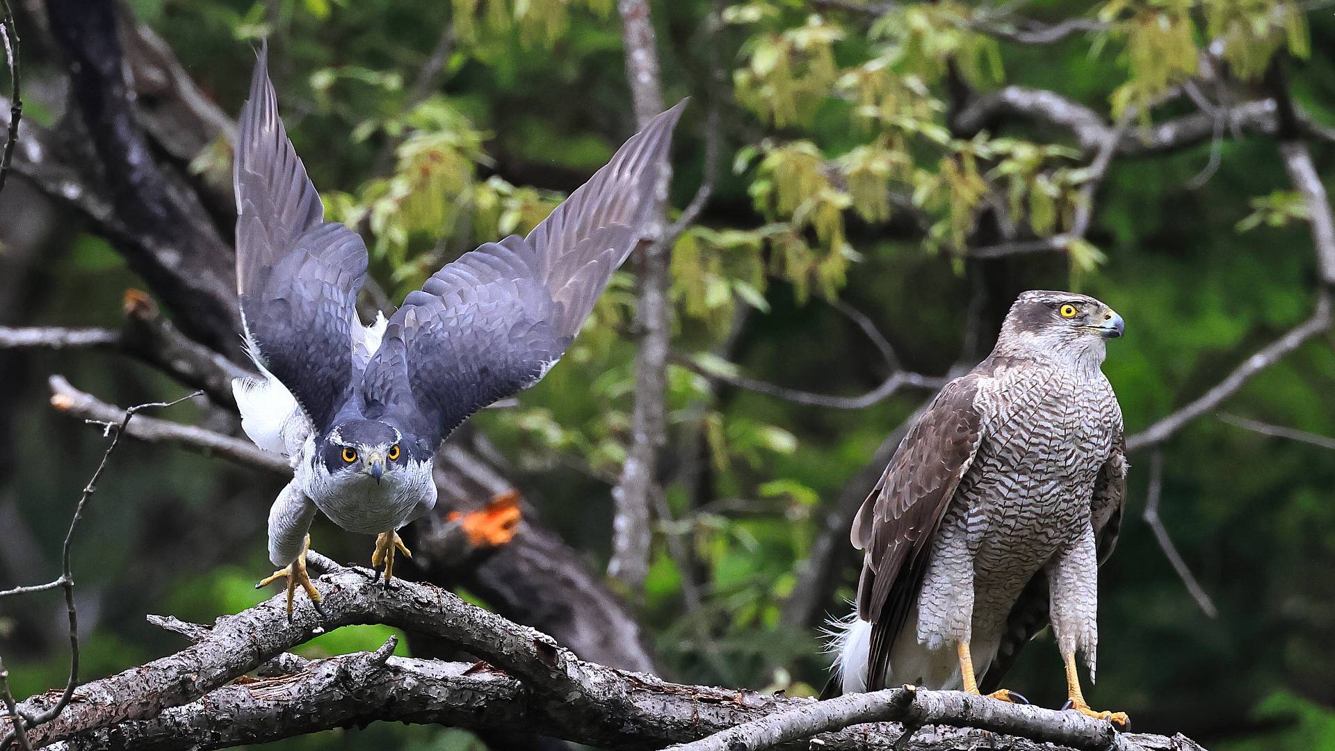  オオタカ番その3　Northern Goshawk couple part 3_f0105570_21251108.jpg