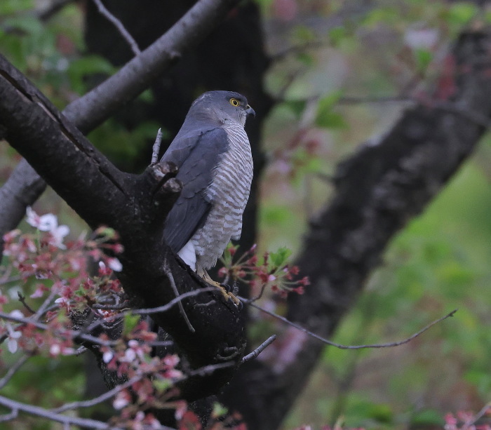 ツミ：①散った桜枝２０２３_c0319902_06390858.jpg