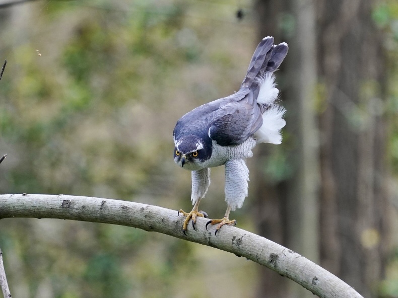 専用の止まり木ですか？オオタカさん？ ＡＧＳ : シエロの野鳥観察記録