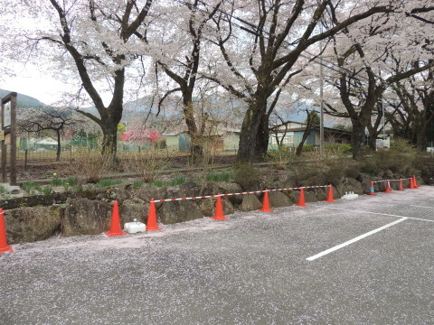 満開の桜～～桜吹雪（2）_f0013323_14574575.jpg