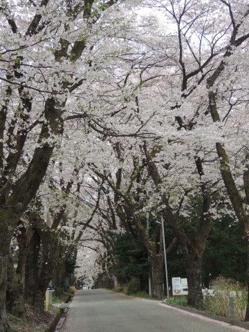 満開の桜～～桜吹雪（2）_f0013323_14575858.jpg
