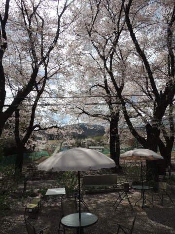 満開の桜～～桜吹雪（2）_f0013323_14581223.jpg