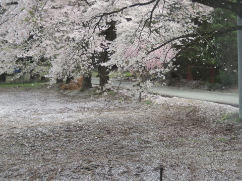満開の桜～～桜吹雪（2）_f0013323_14582739.jpg
