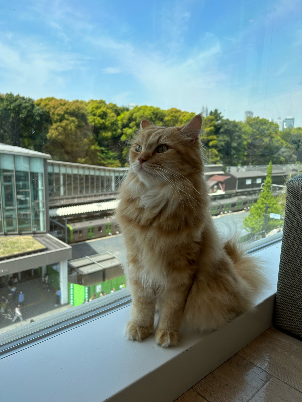 ねこカフェ_f0098697_11180502.jpg