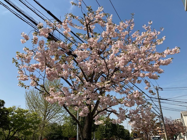 八重桜 / sono_d0135801_15001641.jpg