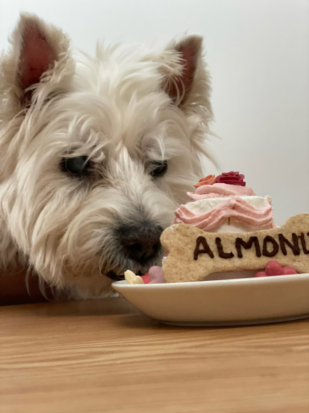 Happy birthday to ALMOND！_b0120217_18450780.jpg