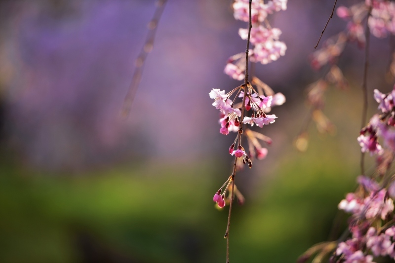 しだれ桜の昼と夜_c0067690_15565100.jpg