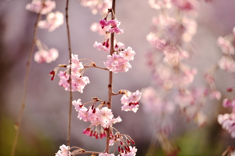 しだれ桜の昼と夜_c0067690_15570962.jpg