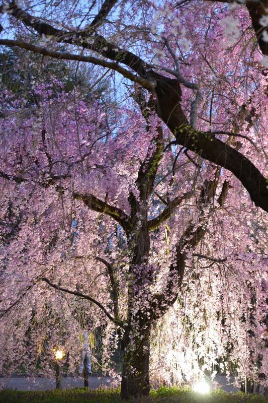 しだれ桜の昼と夜_c0067690_16005325.jpg